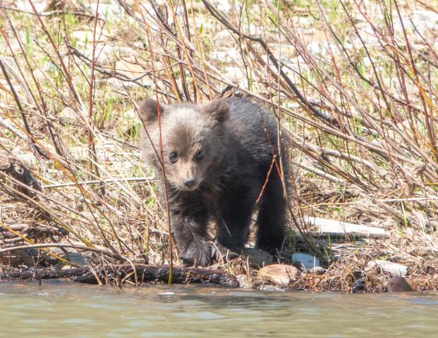 Одинокий медвежонок в нацпарке «Башкирия» устроил фотосессию у реки