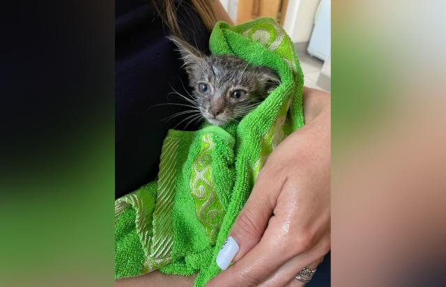 В Башкирии пожарные спасли котенка, попавшего в колодец в промзоне