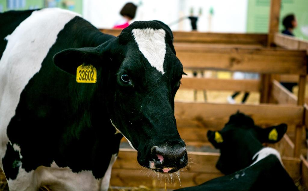 Аграрии Башкирии застраховали в четыре раза больше животных