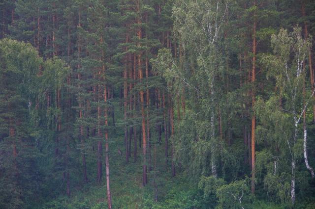В Башкирии руководитель лесхоза вырубил деревья на 6 млн рублей