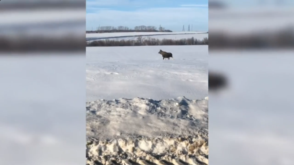 Видео: на трассе в Башкирии засняли лося