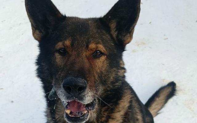В Уфе ищут новых хозяев полицейской собаке-пенсионеру