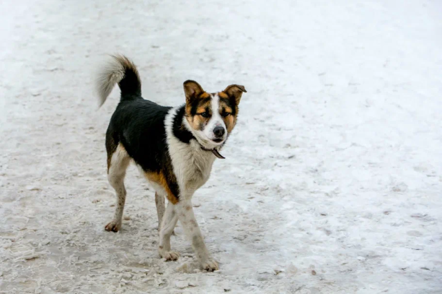 Жительница Уфы предложила штрафовать хозяев собак, которые не убирают за своими любимцами