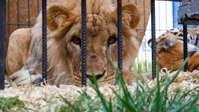 Прокуратура проверит зоопарк «Саванна» в Уфе после жалоб зоозащитников