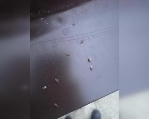 Один из городов Башкирии атаковали мелкие насекомые