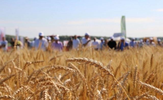 Экспорт продуктов переработки зерна из Башкирии вырос на 8%