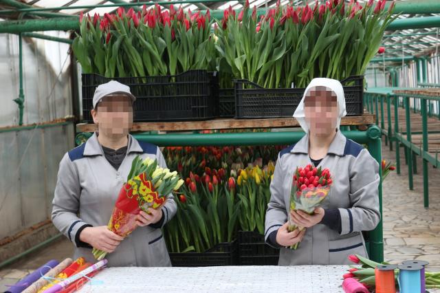 В Башкирии осужденные колонии вырастили к 8 марта тысячу тюльпанов