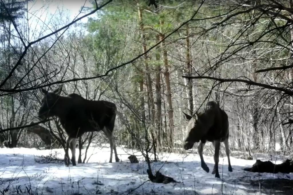 Видео: в нацпарке «Башкирия» в фотоловушку попали лоси