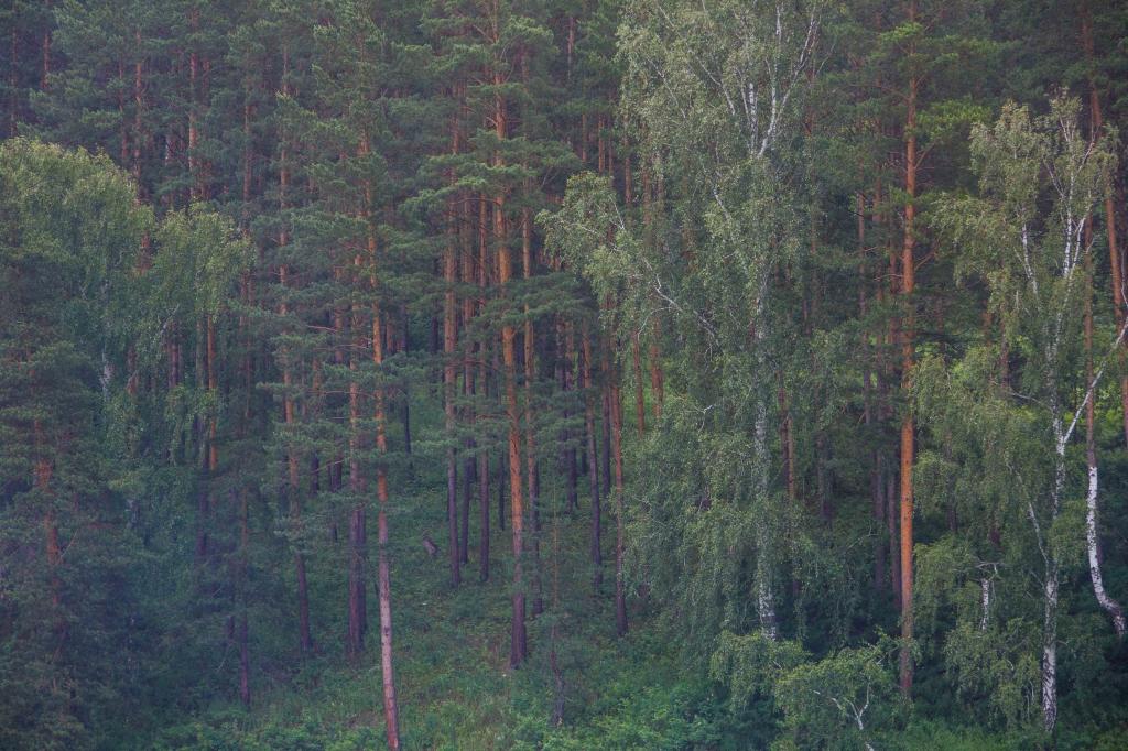 В Башкирии незаконно вырубили лес на 800 тысяч рублей