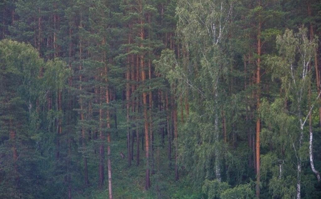 В Башкирии возбудили дело из-за незаконной рубки леса с ущербом на 18 млн