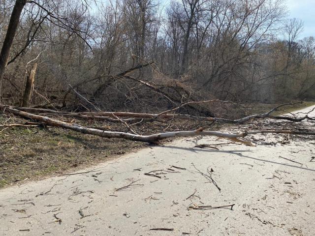 В Уфе упавшие деревья повредили автомобили