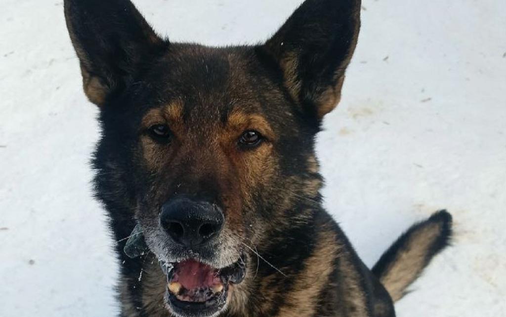 В Уфе ищут новых хозяев полицейской собаке-пенсионеру