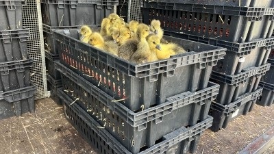 Башкирия в 12 раз увеличила экспорт птицы в Казахстан и Кыргызстан