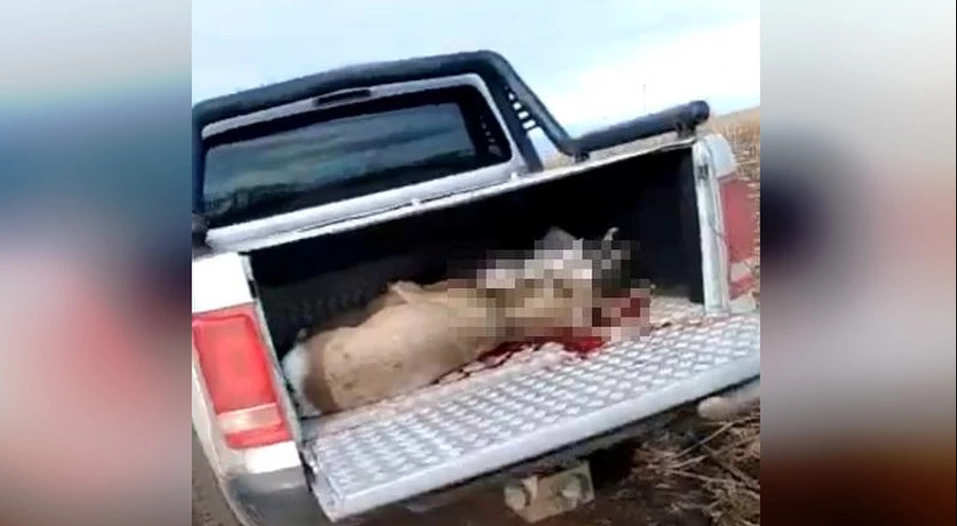Видео: в Башкирии обнаружили внедорожник с трупами животных