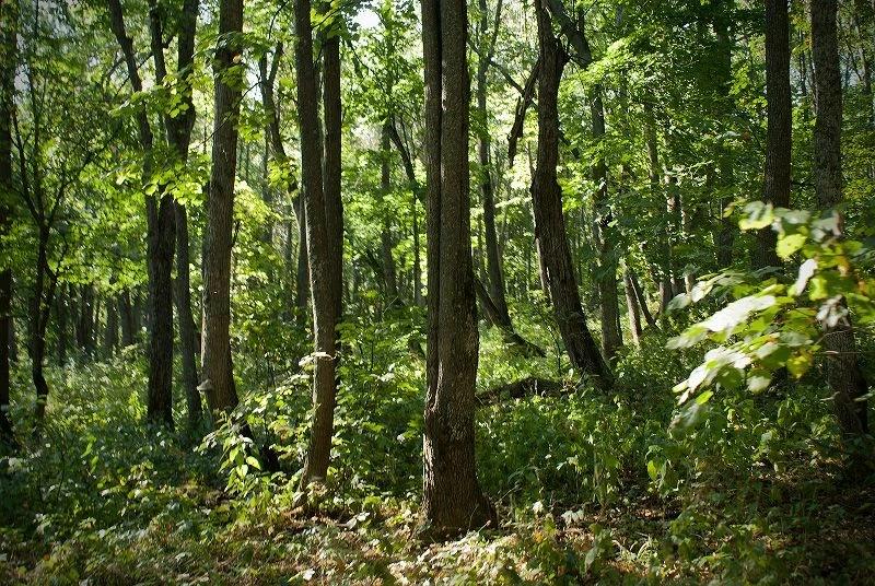 В Башкирии 79-летний пенсионер заблудился в лесу, когда собирал грибы