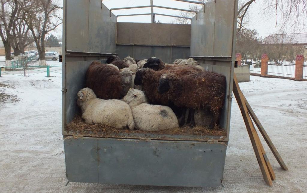 Житель Башкирии пытался незаконно завезти в Татарстан 150 овец