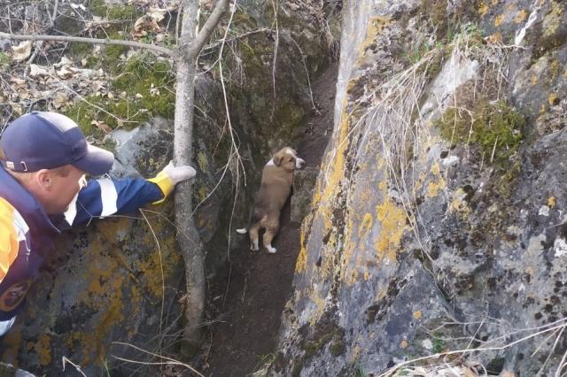 В Башкирии спасатели вызволили застрявшего в камнях щенка