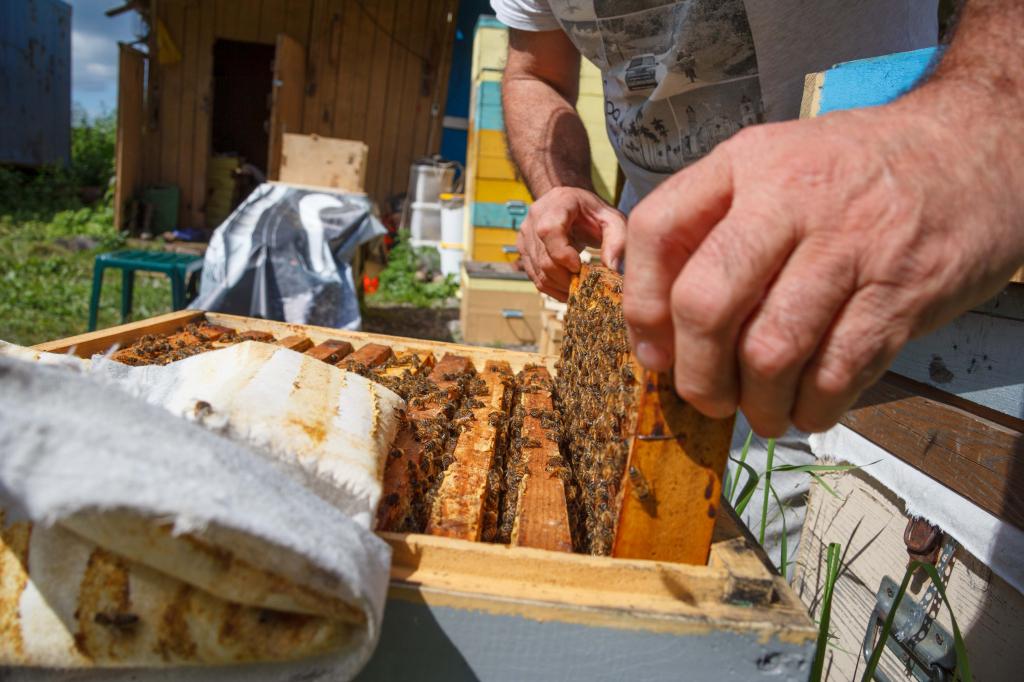 В Уфе на ярмарках будут продавать мед