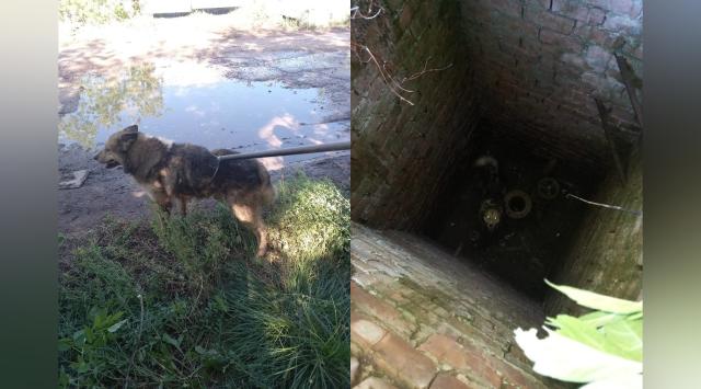 В Башкирии спасатели вызволили собаку из глубокого колодца