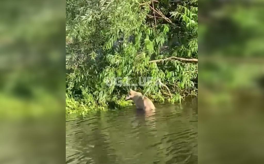 Уфимские спасатели пришли на помощь строптивой собаке посреди Белой