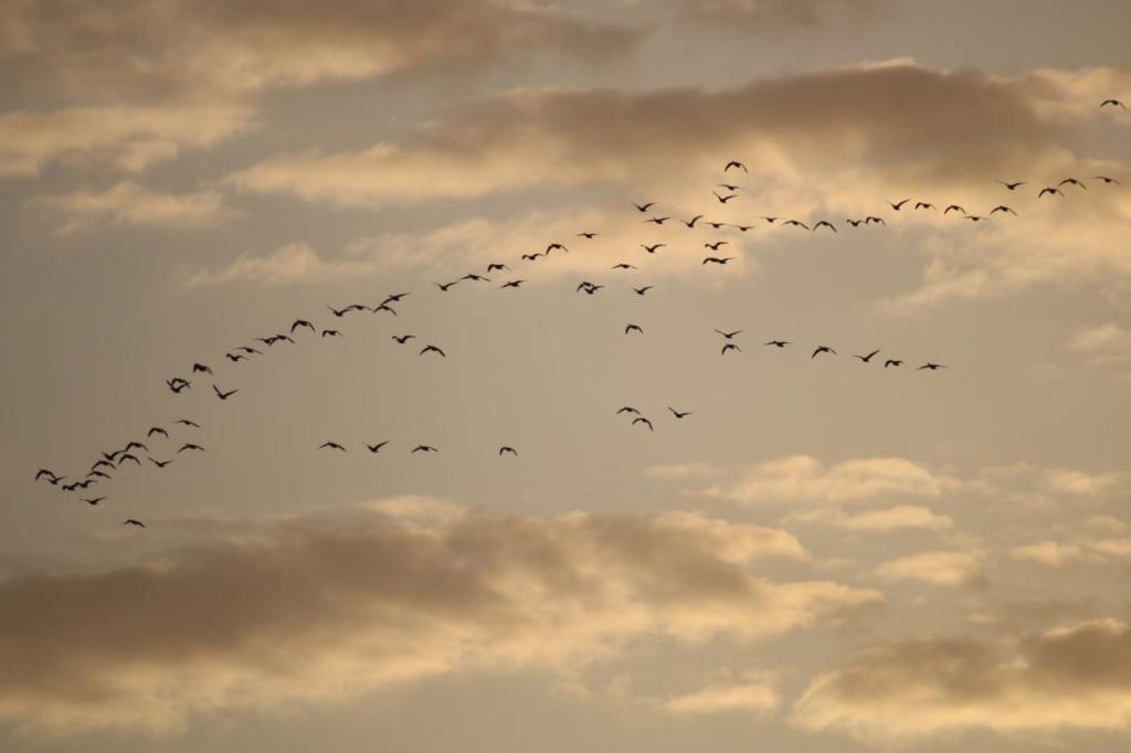 Над башкирской деревней пронеслась огромная стая диких гусей