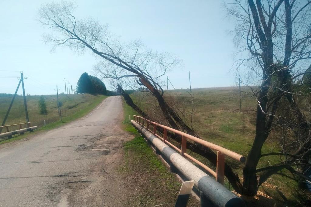 В Башкирии бобры на мосту повалили дерево