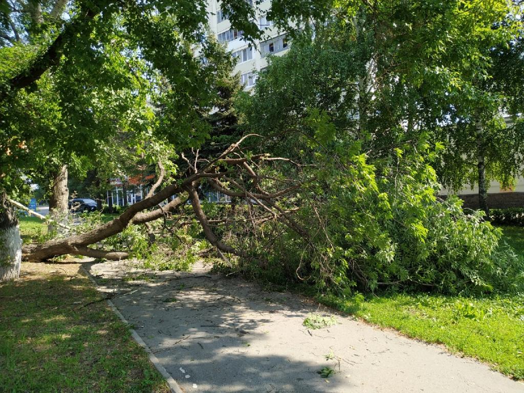 В Уфе на 73-летнюю женщину упало дерево