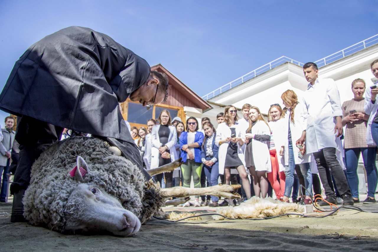 Студенты аграрного университета в Уфе осваивают стрижку овец и баранов — удивительный фоторепортаж