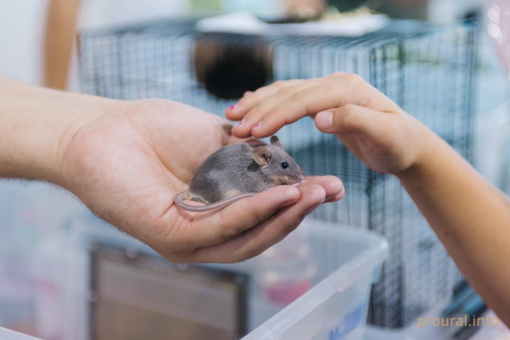 В Башкирии более тысячи человек заразились мышиной лихорадкой
