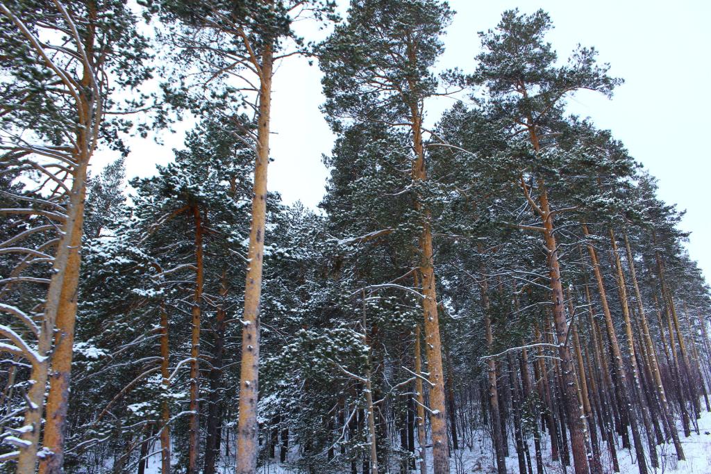 В Башкирии предприятие незаконно спилило сосны