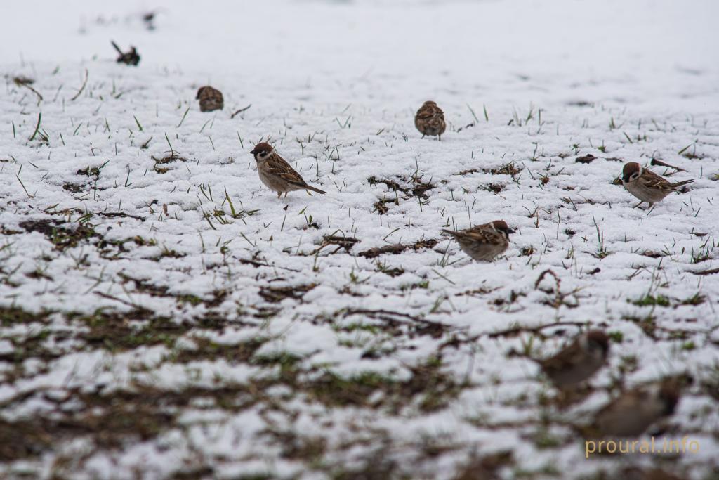 В Башкирии обещают плюсовую температуру