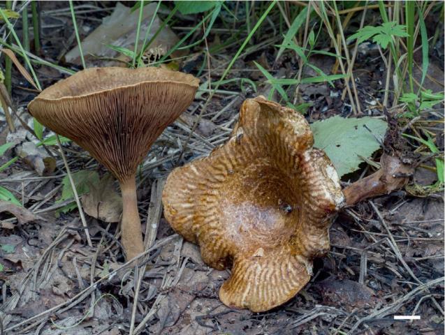 В национальном парке «Башкирия» обнаружили новый гриб