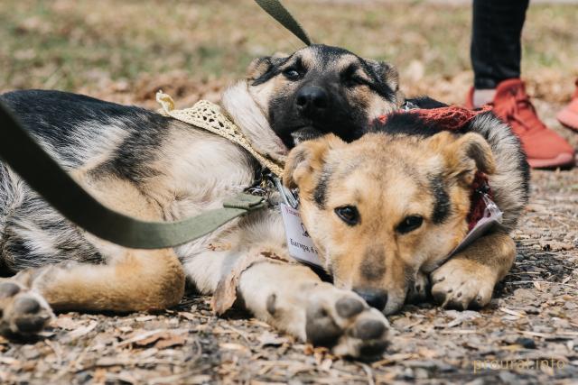 В Башкирии директор приюта для собак заявила о попытке захвата ее организации