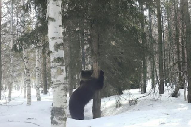 Видео: в нацпарке «Башкирия» в фотоловушку попал танцующий медведь