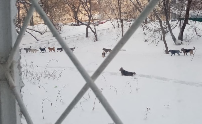 Житель Уфы рассказал о стае бродячих собак около школы и детской площадки