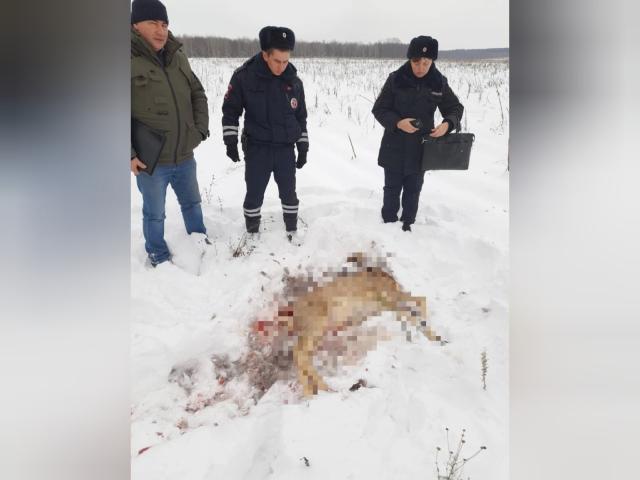 В Шаранском районе браконьеры подстрелили косулю