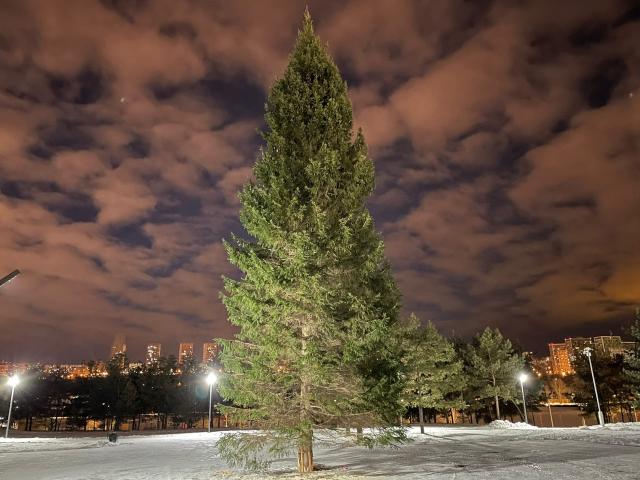 В Уфе поставили первую новогоднюю елку