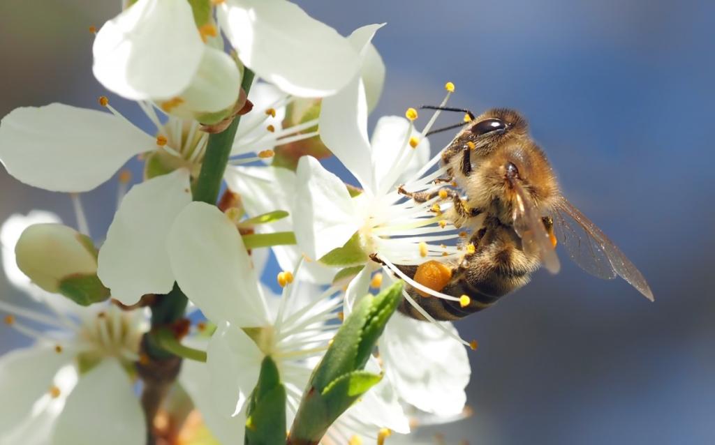 В Башкирии примут закон о защите пчел от химикатов