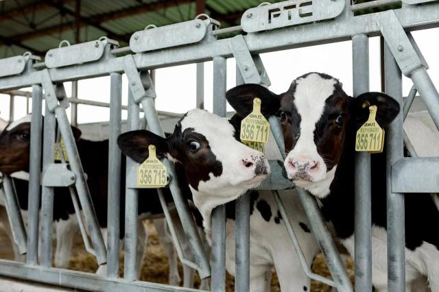 В Башкирии завершили строительство молочной фермы за 3,1 млрд рублей