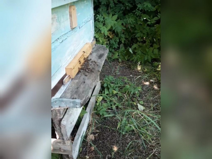 Пчеловоды Башкирии в отчаянии, их насекомые умирают целыми семьями