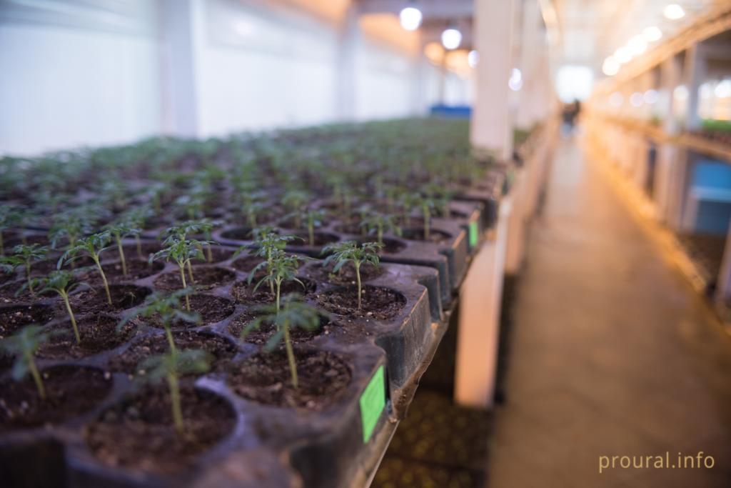 В Башкирии ищут инвестора на тепличное хозяйство возле крупной ТЭЦ