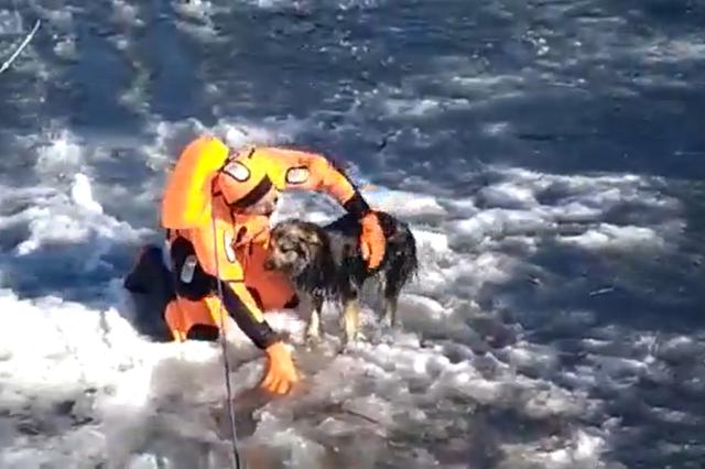 Видео: в Уфе спасатели помогли провалившейся под лед собаке