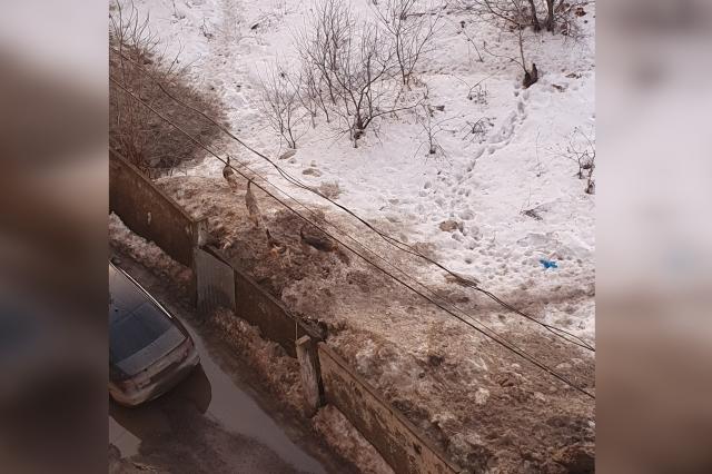 «Дети боятся гулять»: уфимцы пожаловались на стаю бродячих собак