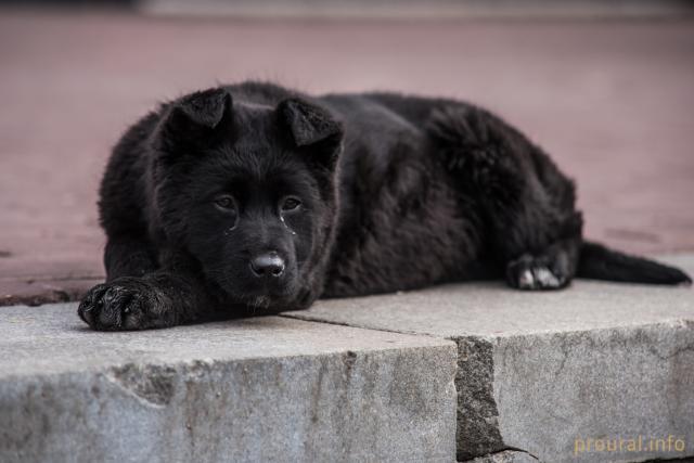 «Участковый бросил трубку»: в Уфе полиция отказала в возбуждении дела по массовому отравлению и гибели собак
