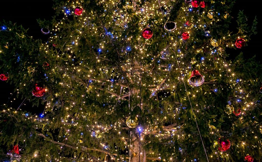 Башкирия начала поставлять новогодние деревья в регионы юга и Кавказа