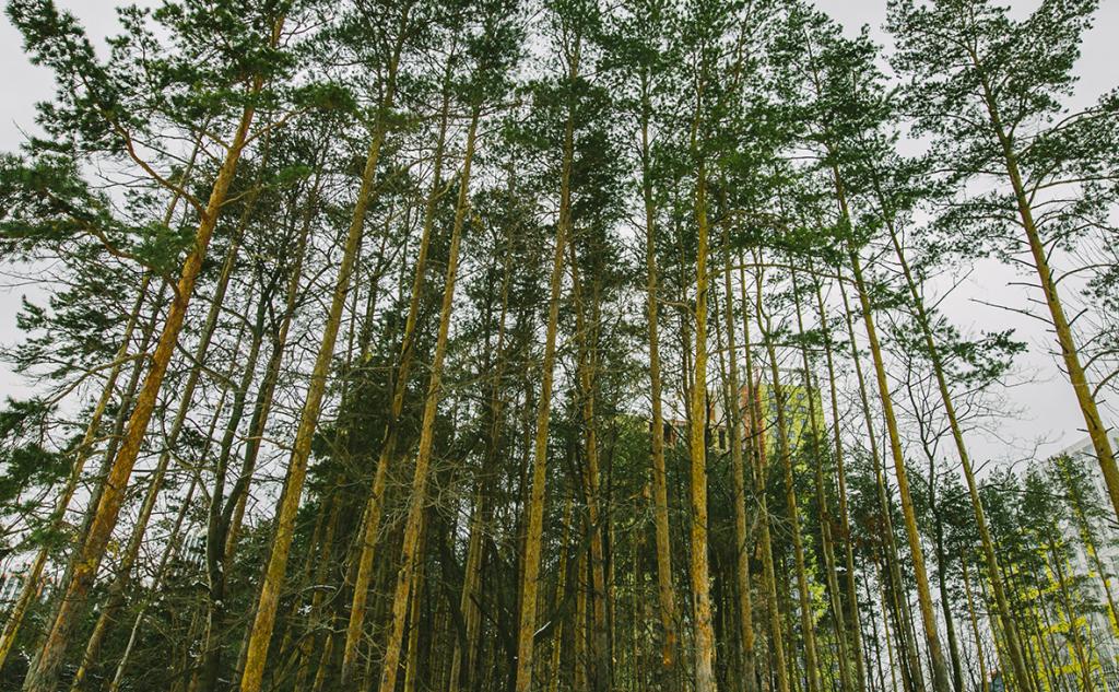 Мастер леса заплатит почти два миллиона рублей за незаконную рубку деревьев в Башкирии