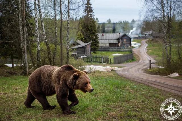 В Башкирии медведь разорил пасеку