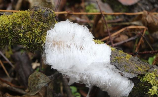 В Башкирии засняли редкое природное явление — «волосатый лед»