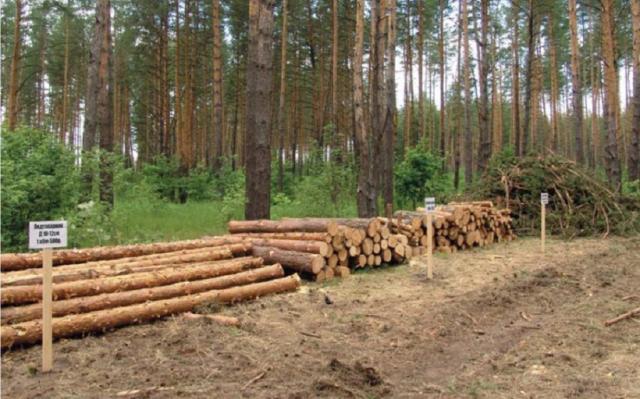 Башкирия получит ₽278 млн на лесовосстановление и охрану лесов