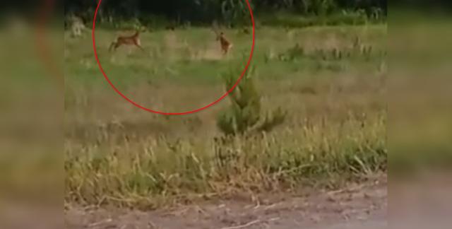 В Башкирии водитель снял поединок самцов косуль